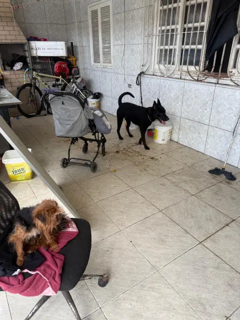 Mulher é presa por maus-tratos a cães em Guarujá.