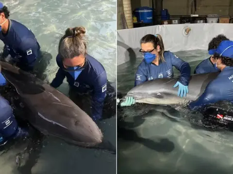 Golfinho debilitado é resgatado em faixa de areia de Praia Grande.