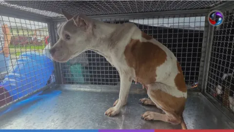 Polícia Civil resgata cão em situação de maus-tratos em Cubatão.