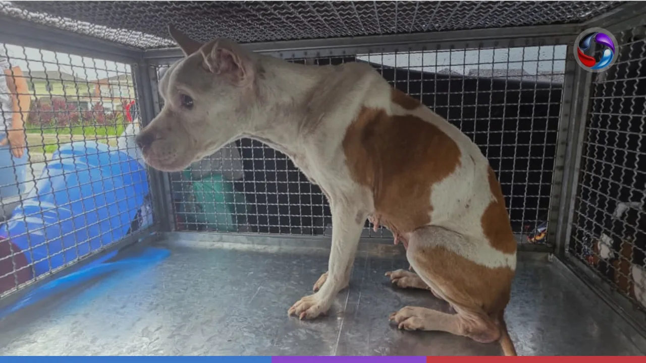 Polícia Civil resgata cão em situação de maus-tratos em Cubatão.